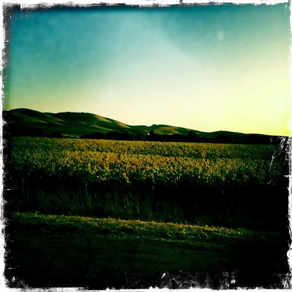 Hipstamatic Wine Country 1