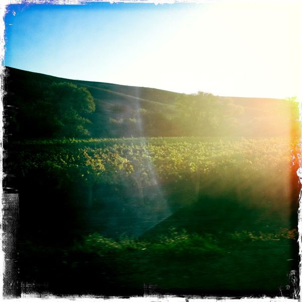 Hipstamatic Wine Country 2